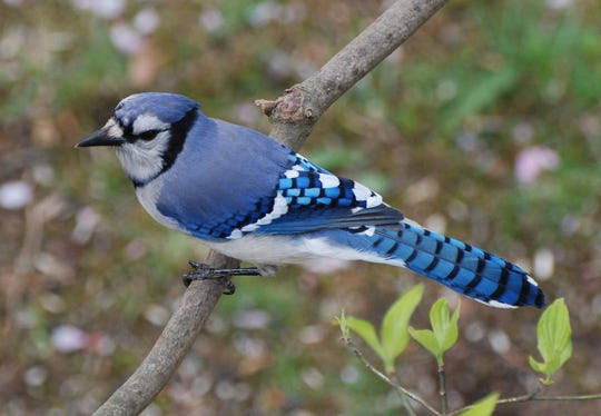 Bird Watching Here S Why Jim Wright S Readers Love Cardinals