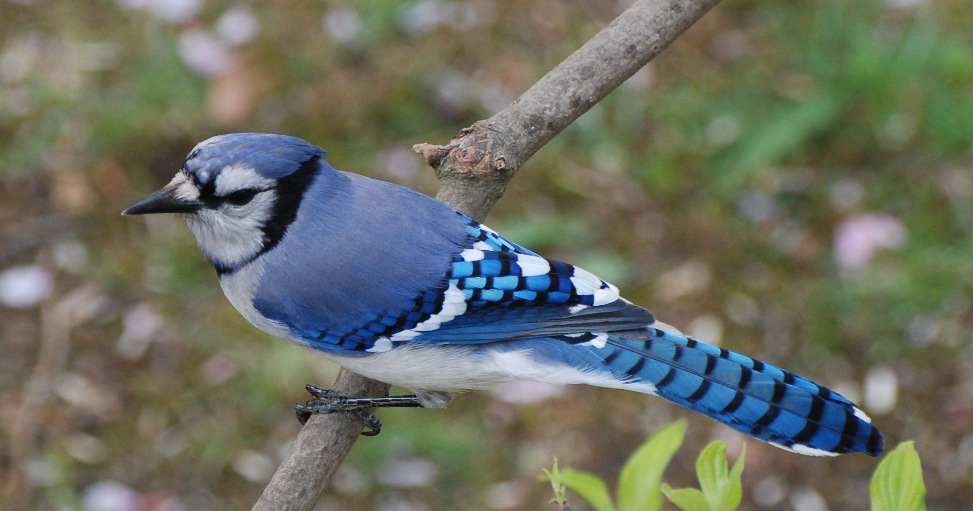 Bird Watching Here S Why Jim Wright S Readers Love