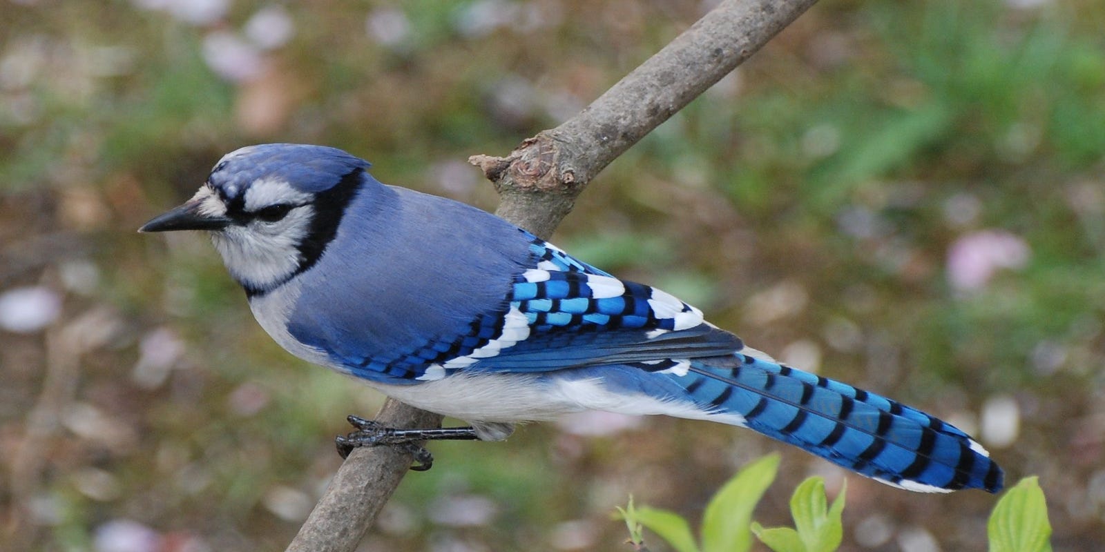 Bird Watching Here S Why Jim Wright S Readers Love Cardinals Blue Jays And More Bird Watching Here S Why Jim Wright S Readers Love Cardinals Blue Jays And More