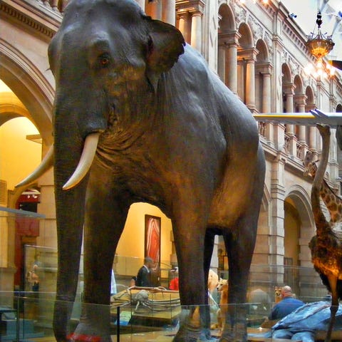 The Kelvingrove Art Gallery houses everything...