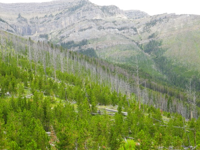 Dead trees and thick regrowth of lodgepole pine dominate the landscape north of Steamboat Mountain. The Elk Smith Project is meant to reduce fuel loading that could lead to severe wildfires.