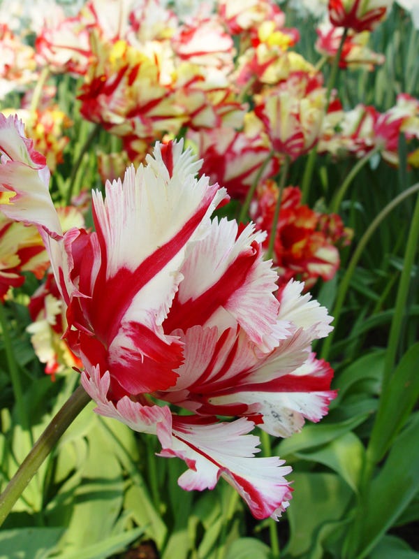 The twisted, mutated history of the beautiful tulip