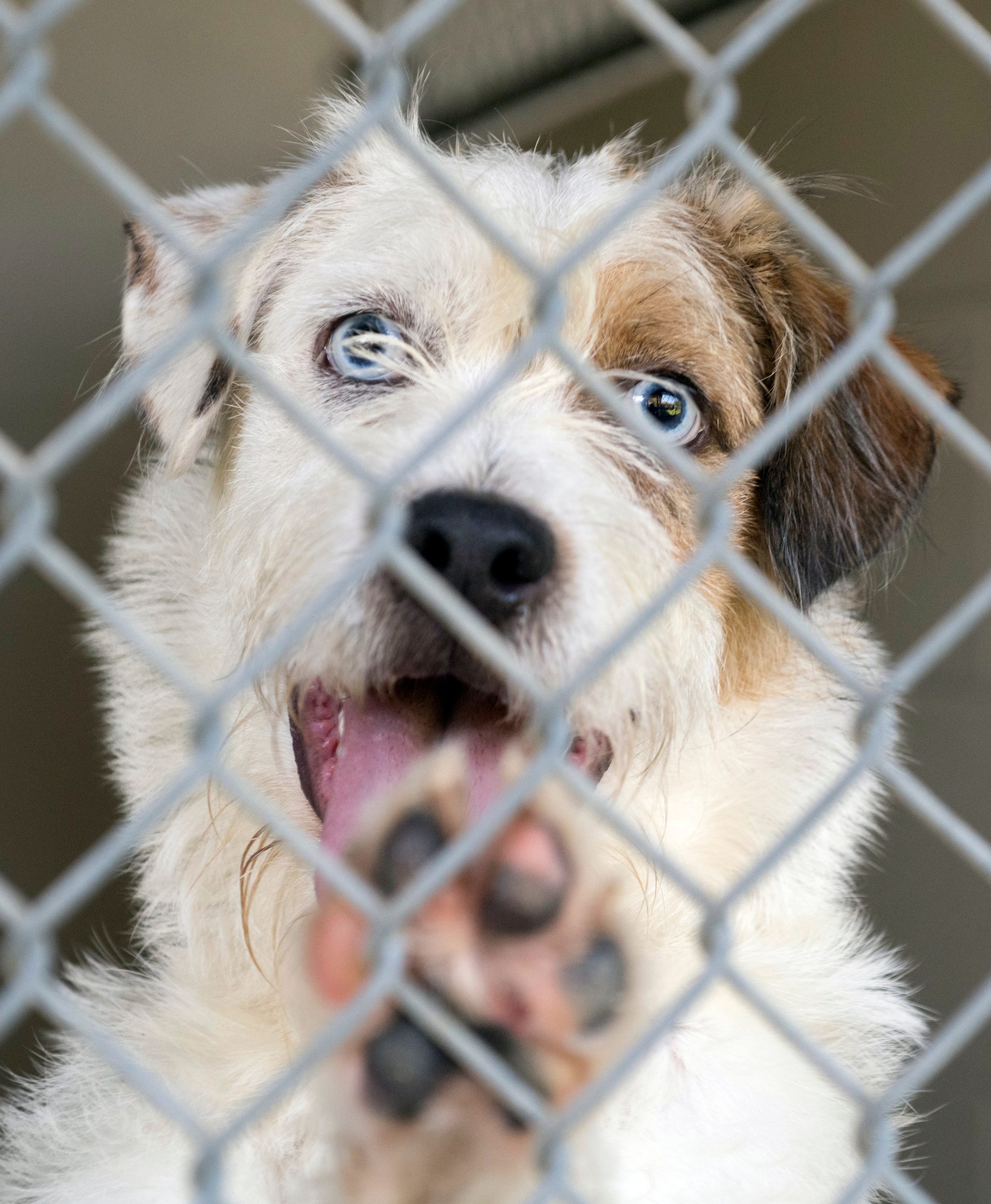 Santa Rosa County animal ordinance: Pet licenses, dog beach proposed