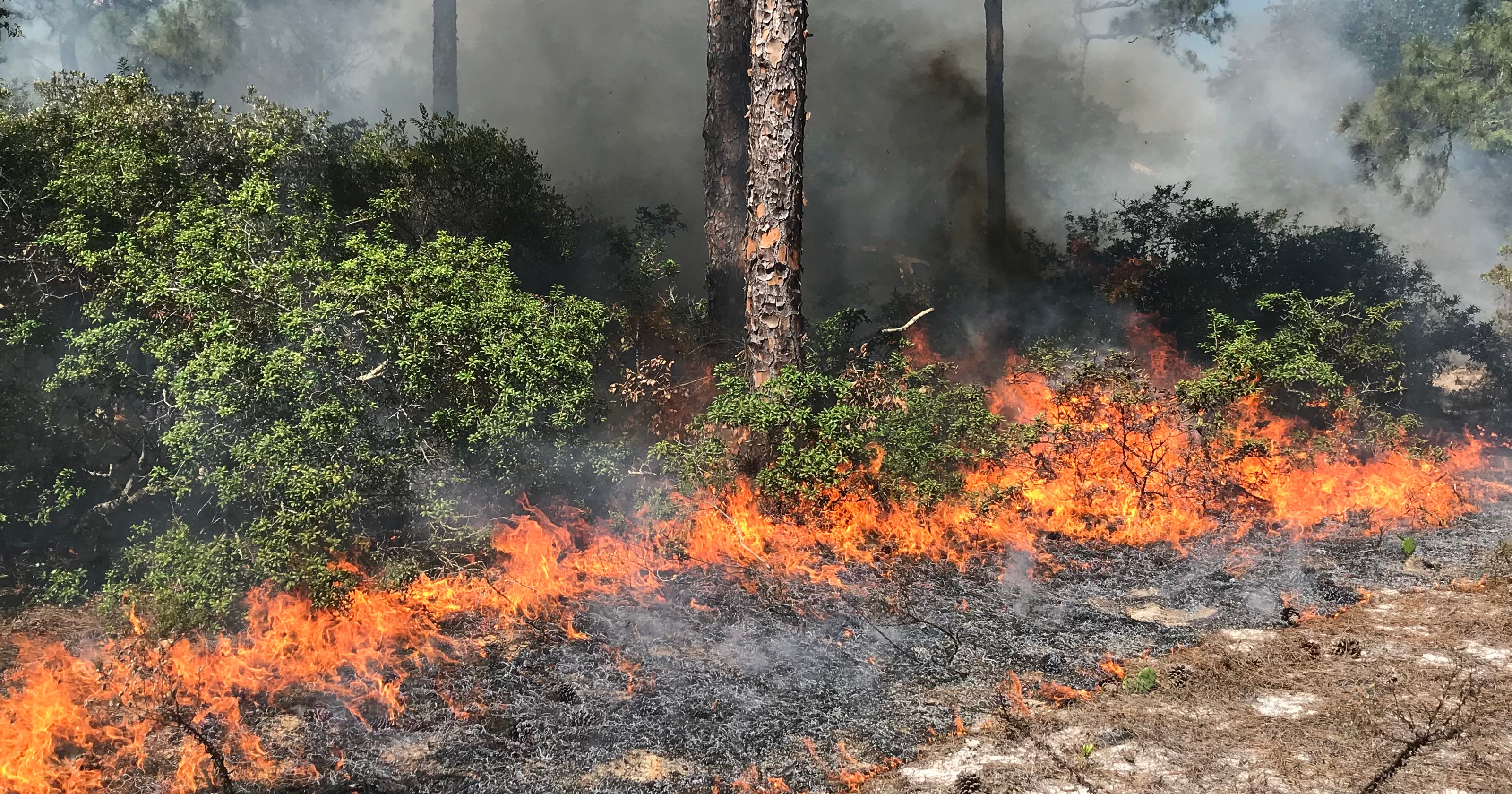 Florida Forest Service Has First Controlled Burn In