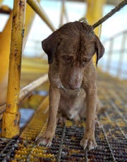 A dog sits on an oil rig after being rescued in the Gulf of Thailand. The dog found swimming more than 135 miles from shore by an oil rig crew in the Gulf of Thailand