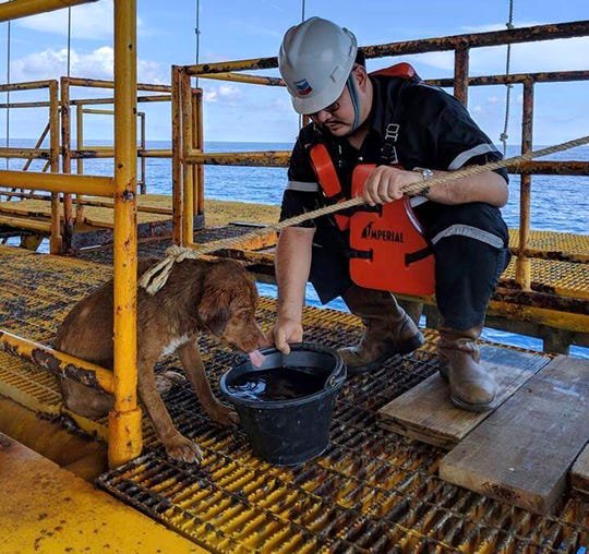 A dog found swimming more than 135 miles from shore by an oil rig crew in the Gulf of Thailand was returned safely to land.