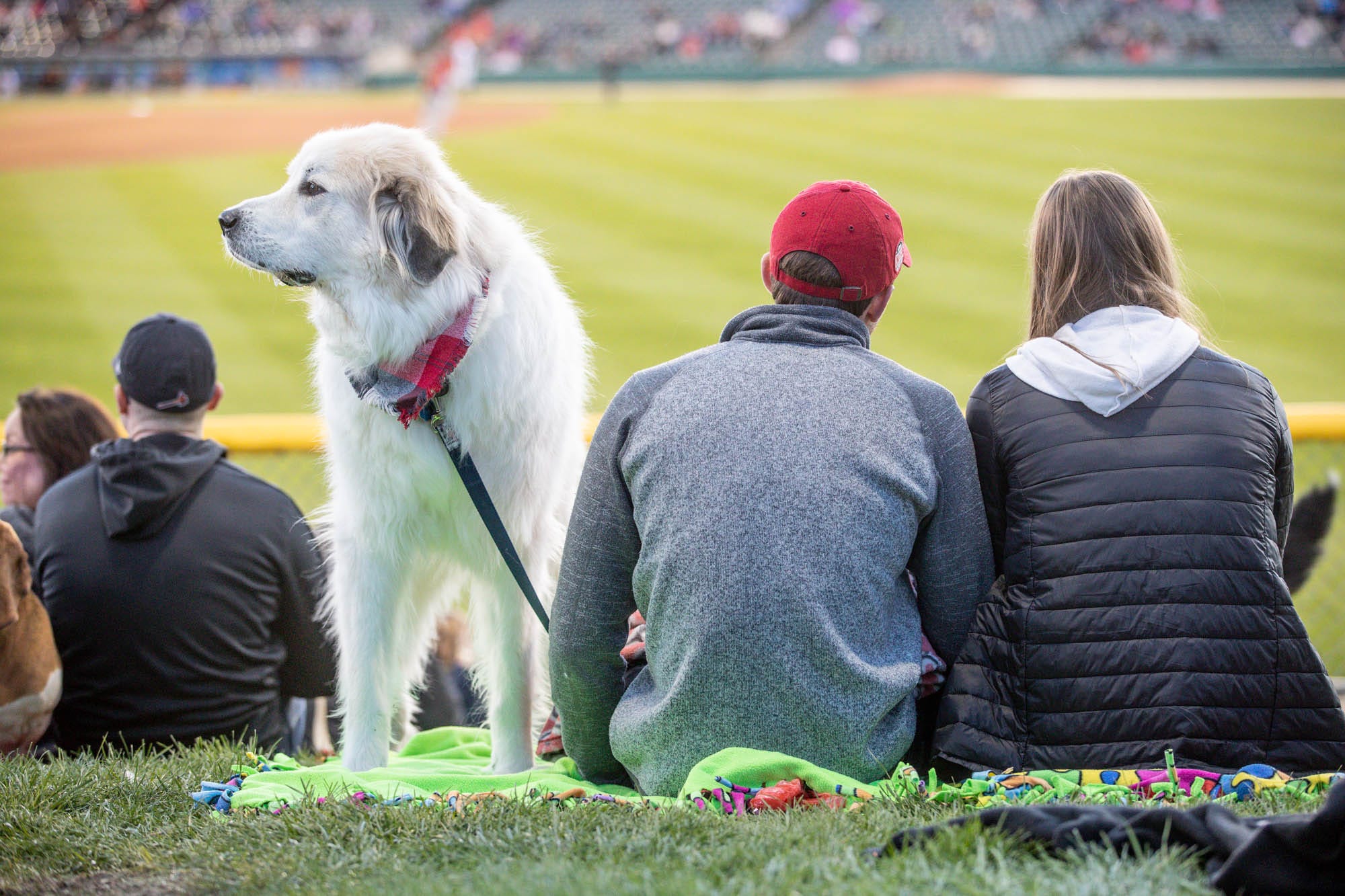 9 Things To Do For Pet Lovers Around Indianapolis In August