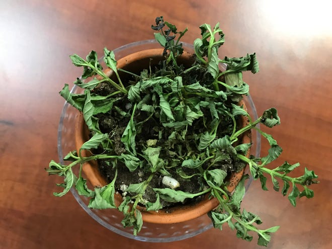 Image result for dry plaNT