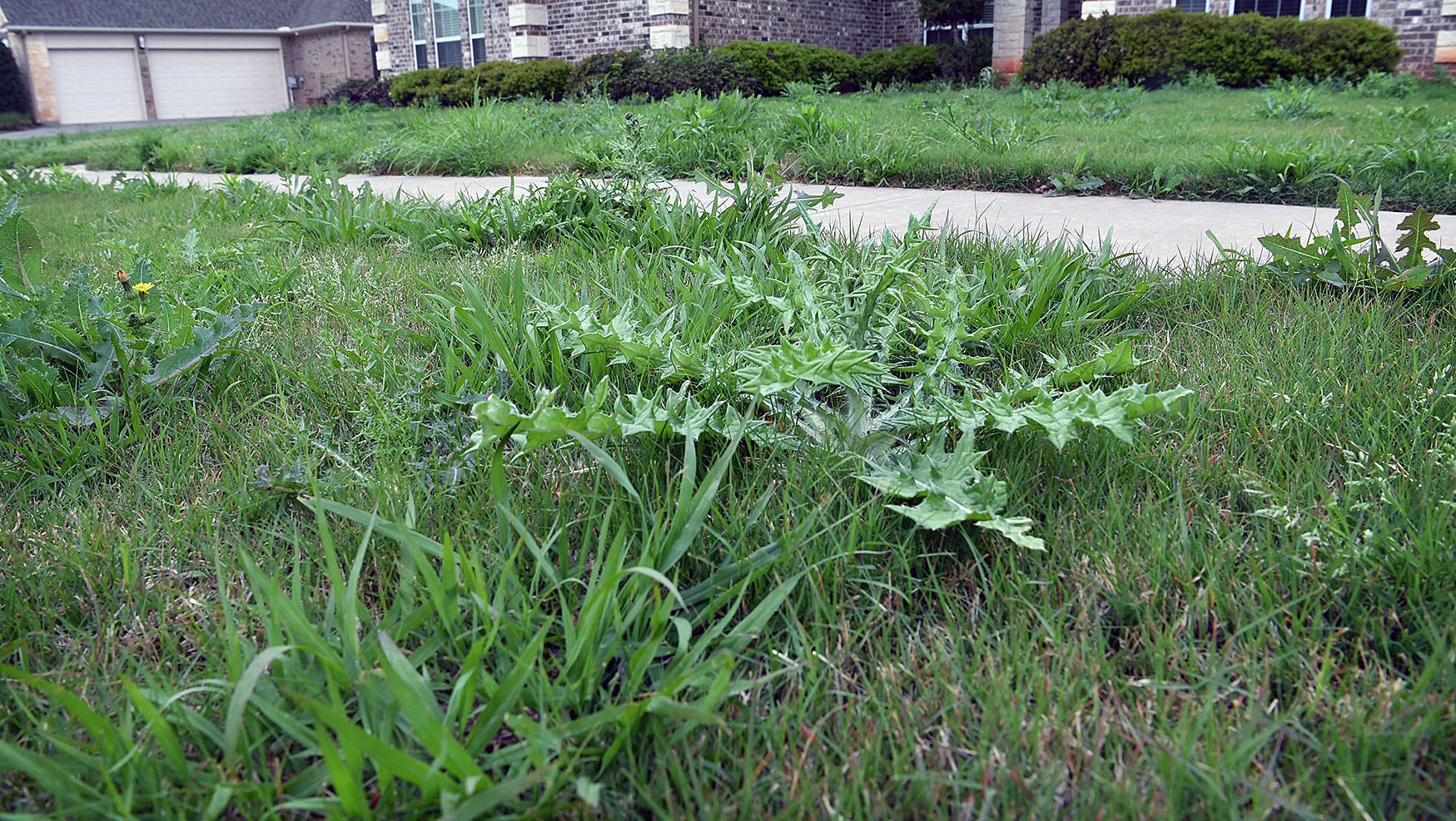 Pictures Of Weeds In Gardens Fasci Garden pictures-of-weeds-in-gardens-fasci-garden