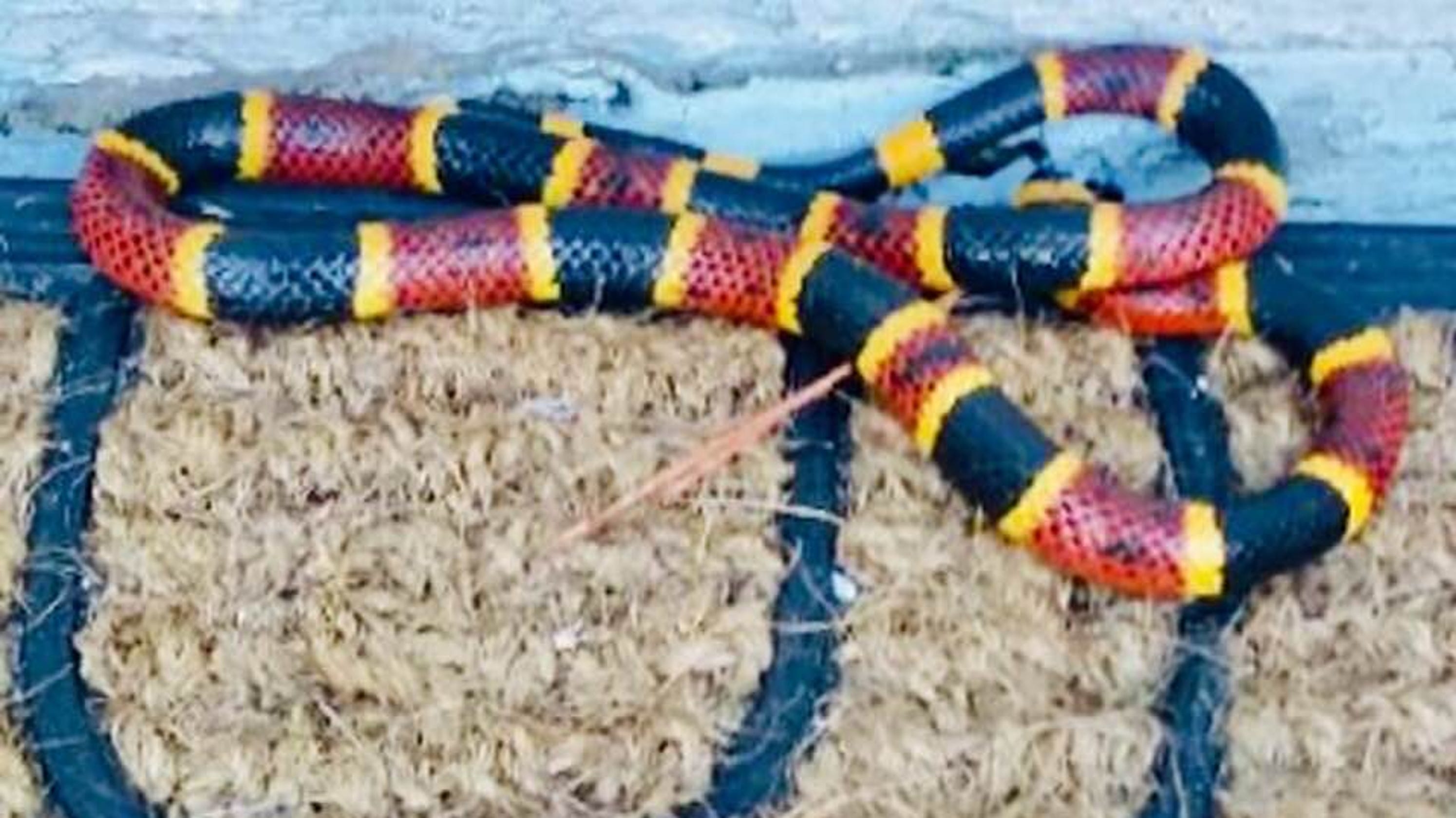 Florida woman uses machete to save venomous coral snake from cat