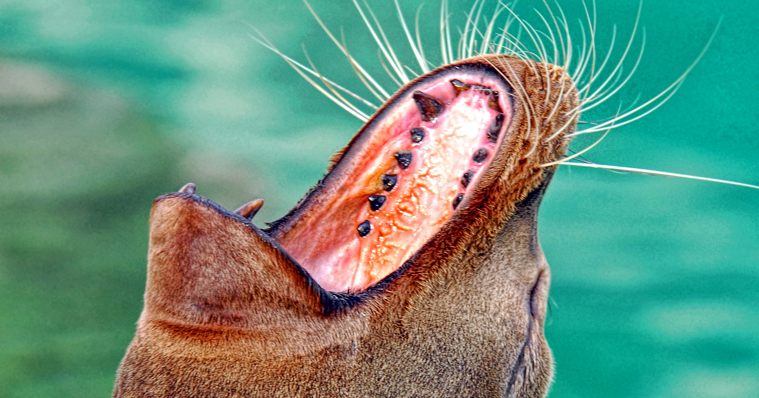 Cincinnati's wild week: Raccoons, geese attacks and a sea lion dies