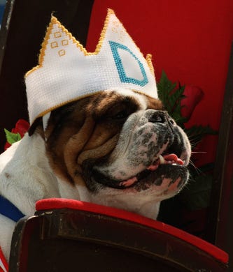 Otis, owned by Joe and Cathy McGill of Urbandale, won the 1996 Beautiful Bulldog Contest at Drake University.