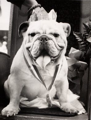 Pudger, owned by Mike Thomas of Des Moines, won the 1979 Beautiful Bulldog Contest at Drake University.