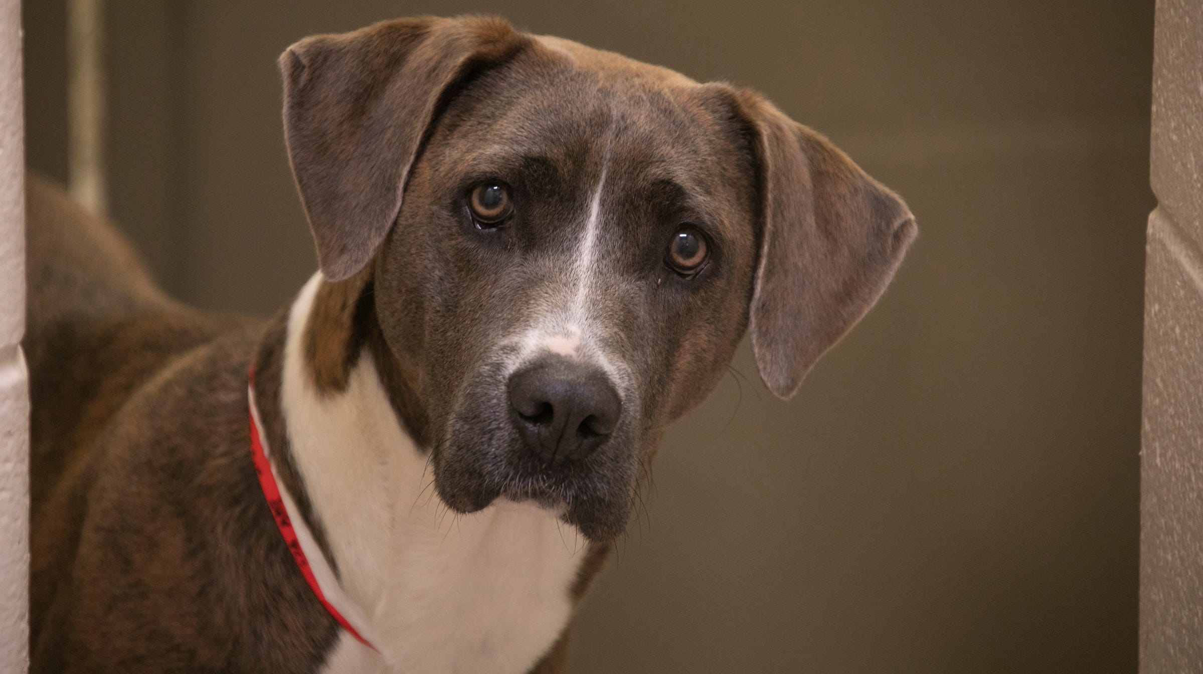 Adoption event happening all of July due to shelter overcrowding Adoption event happening all of July due to shelter overcrowding