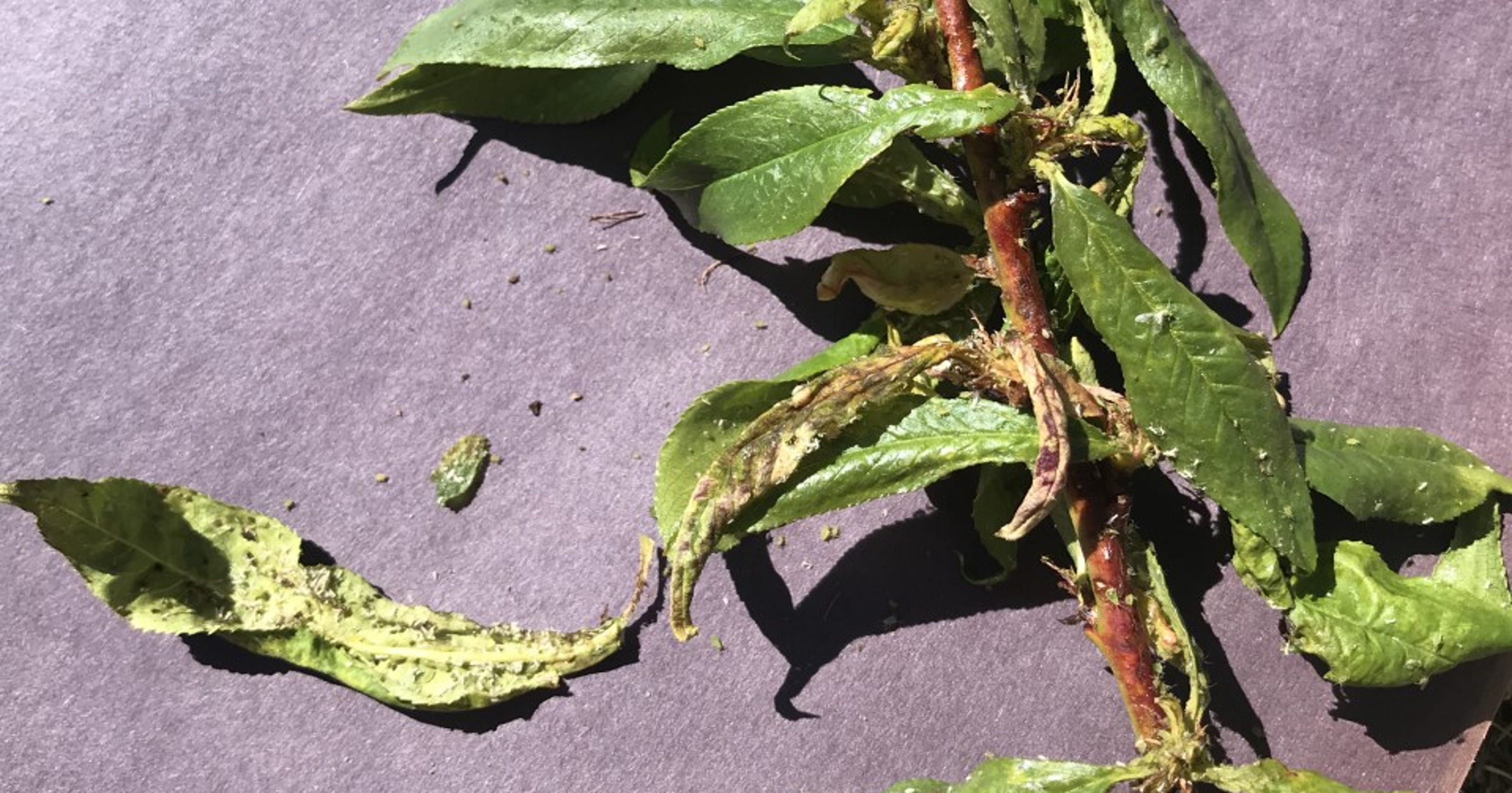 How to best manage aphid outbreaks on fruit trees (and other plants)