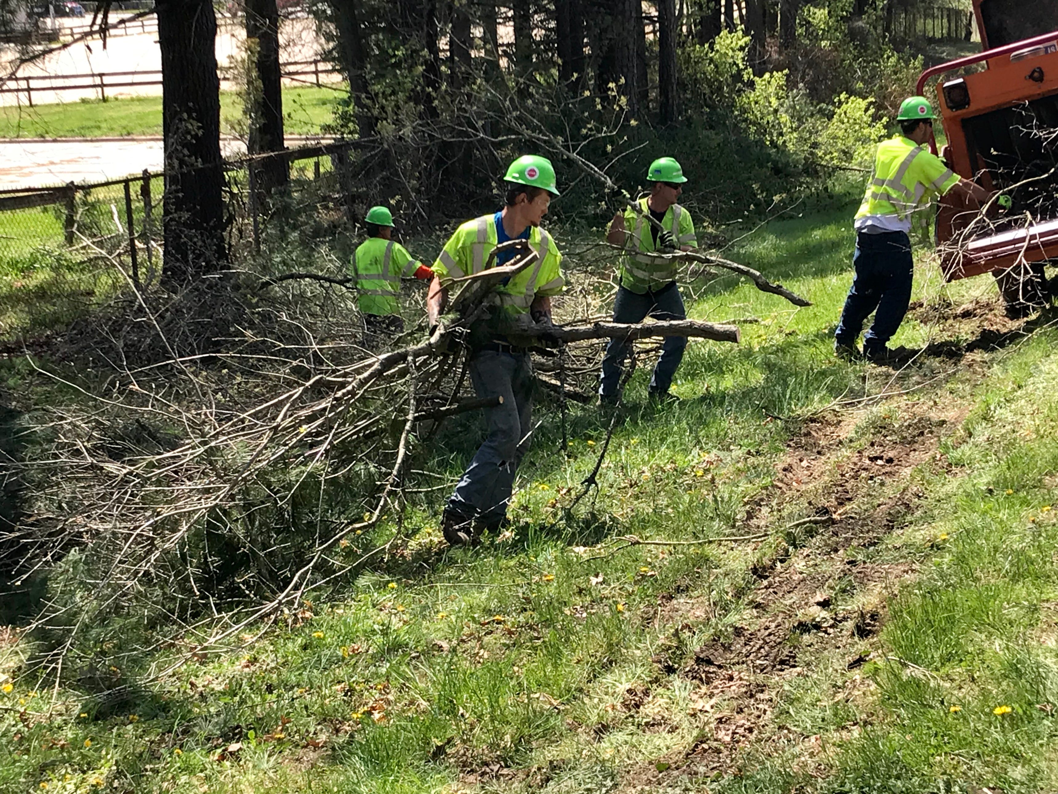 Tree Trimming Services