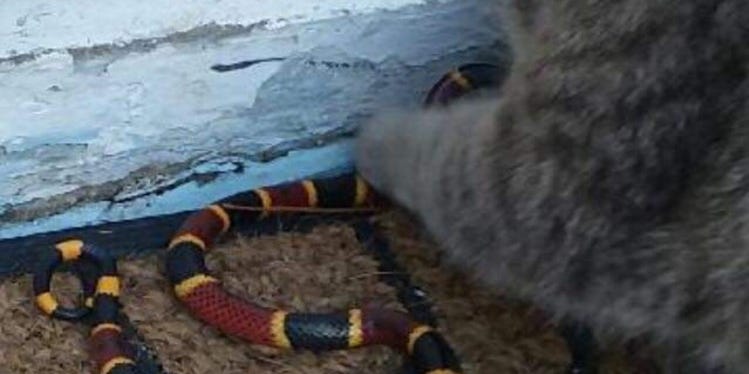 Coral snake red on black friend of jack red on yellow kill a fellow Coral snake red on black friend of jack red on yellow kill a fellow