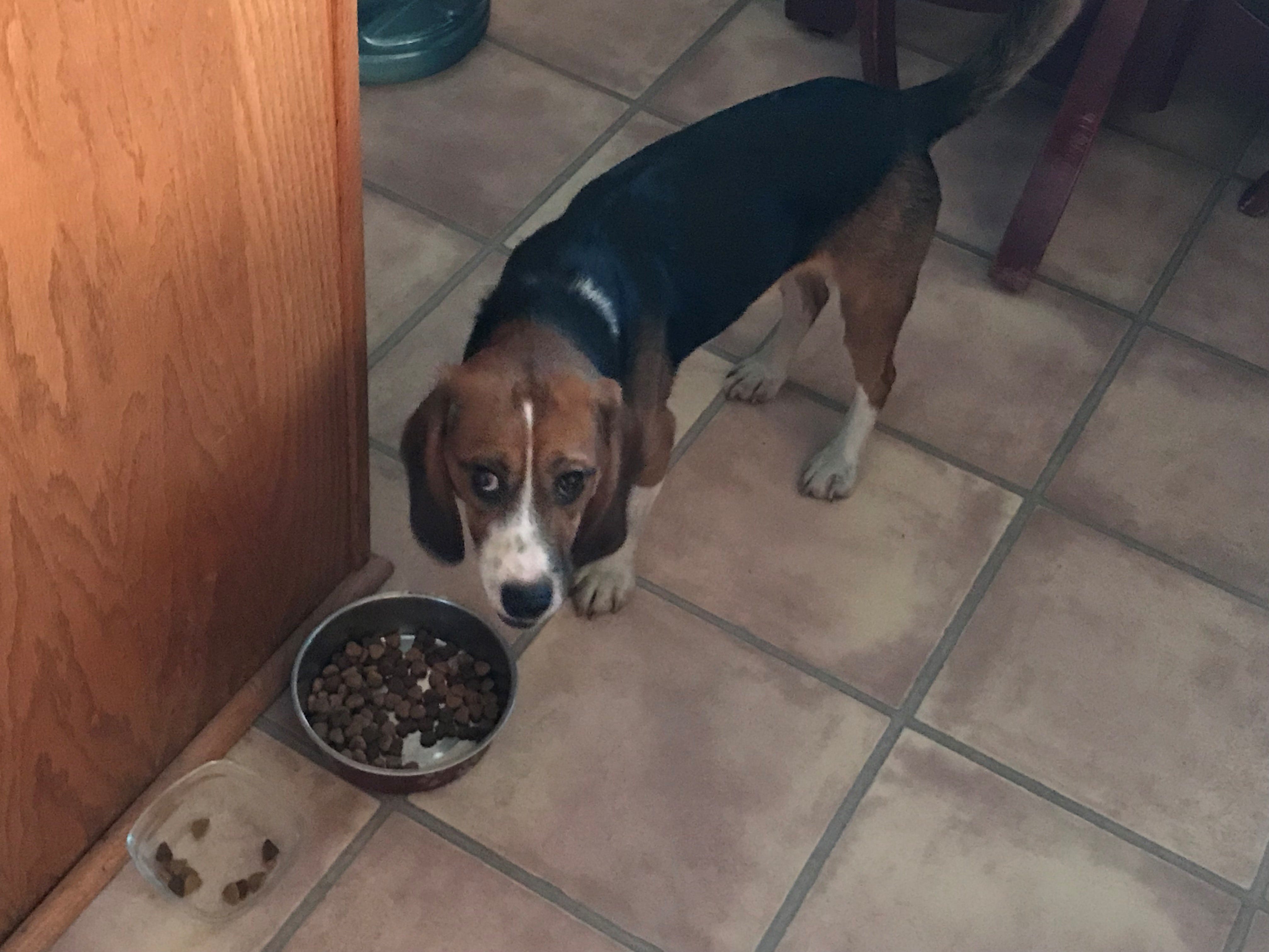 beagle inside teddy bear