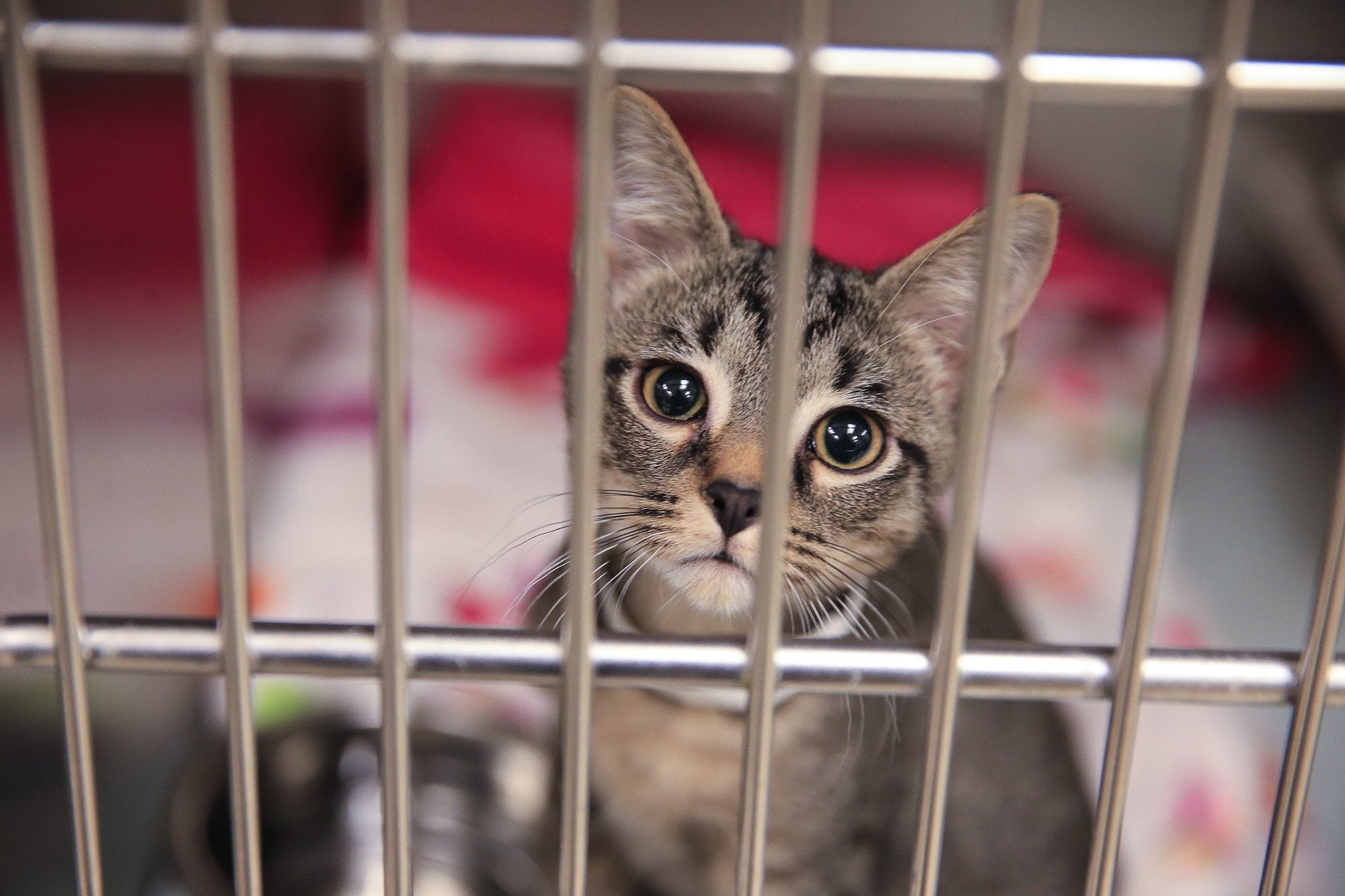 Michigan animal shelters to offer 25 pet adoptions May 4
