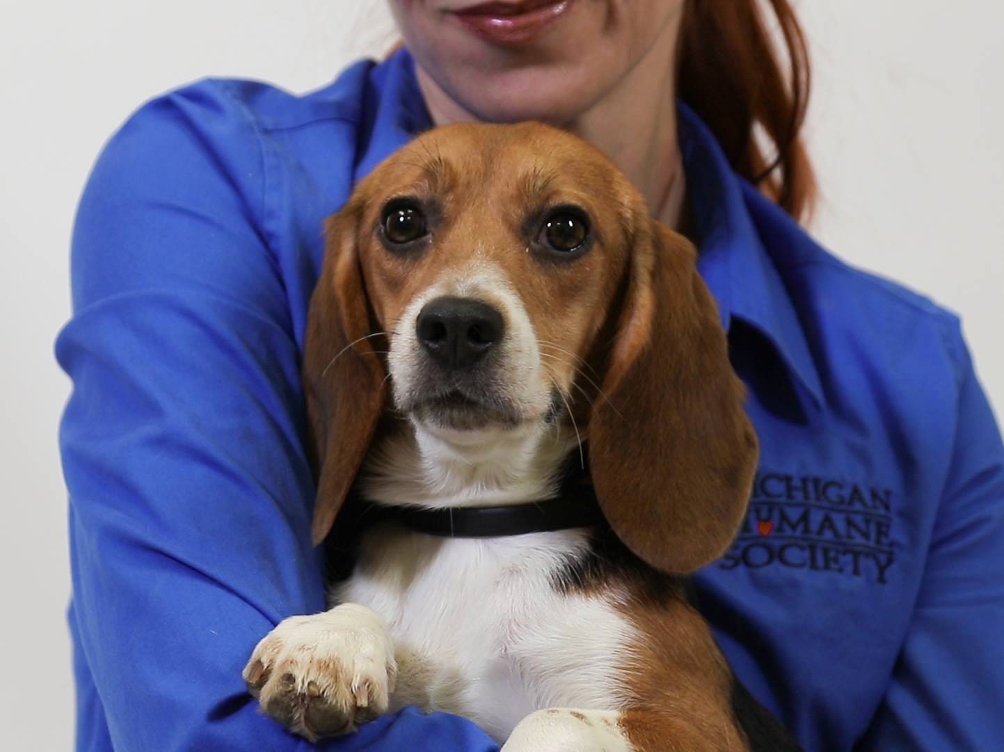 Mi humane society dental health and wellness centene farmington