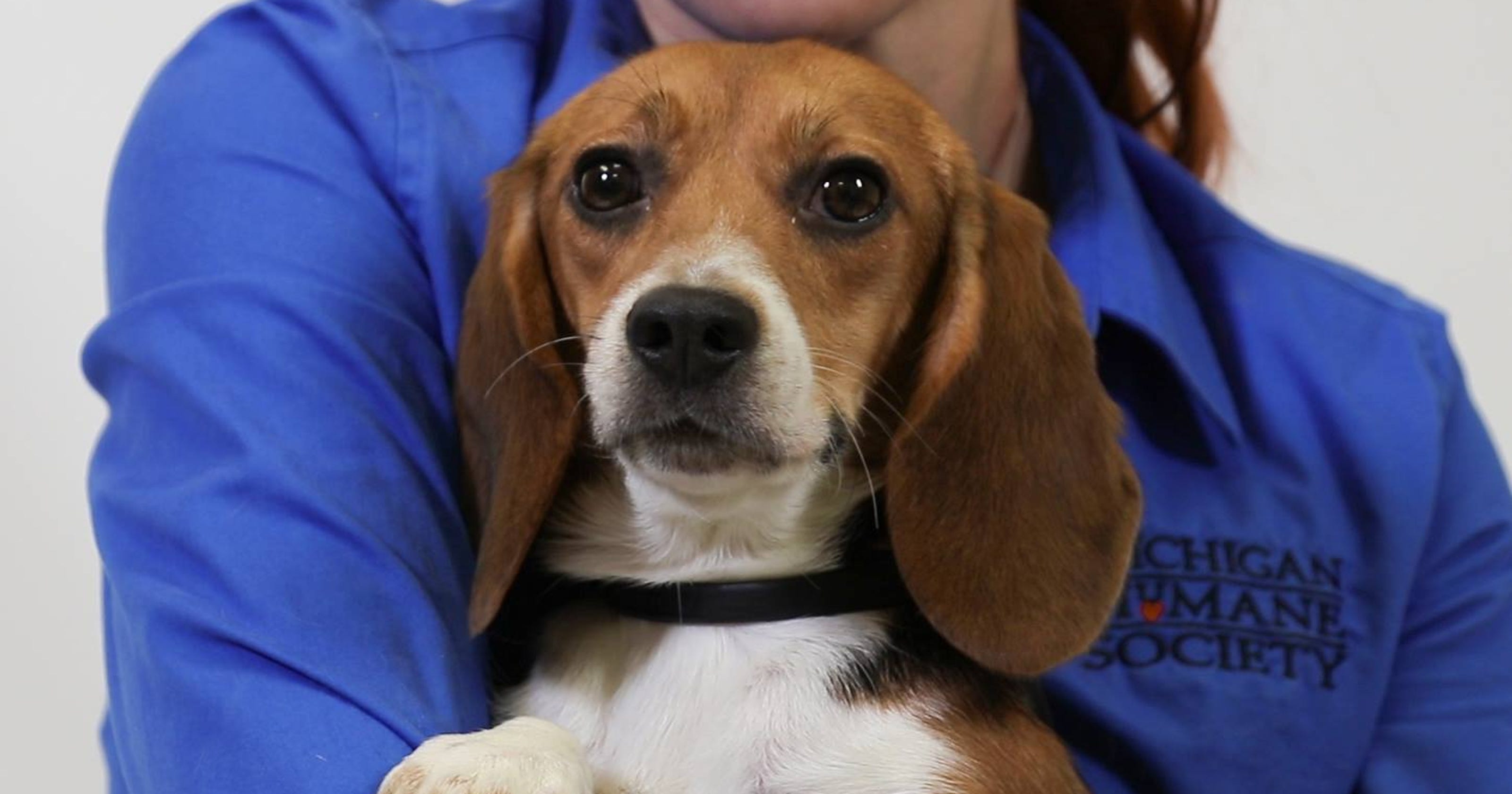 St. Clair Shores woman adopts beagle used in labtesting