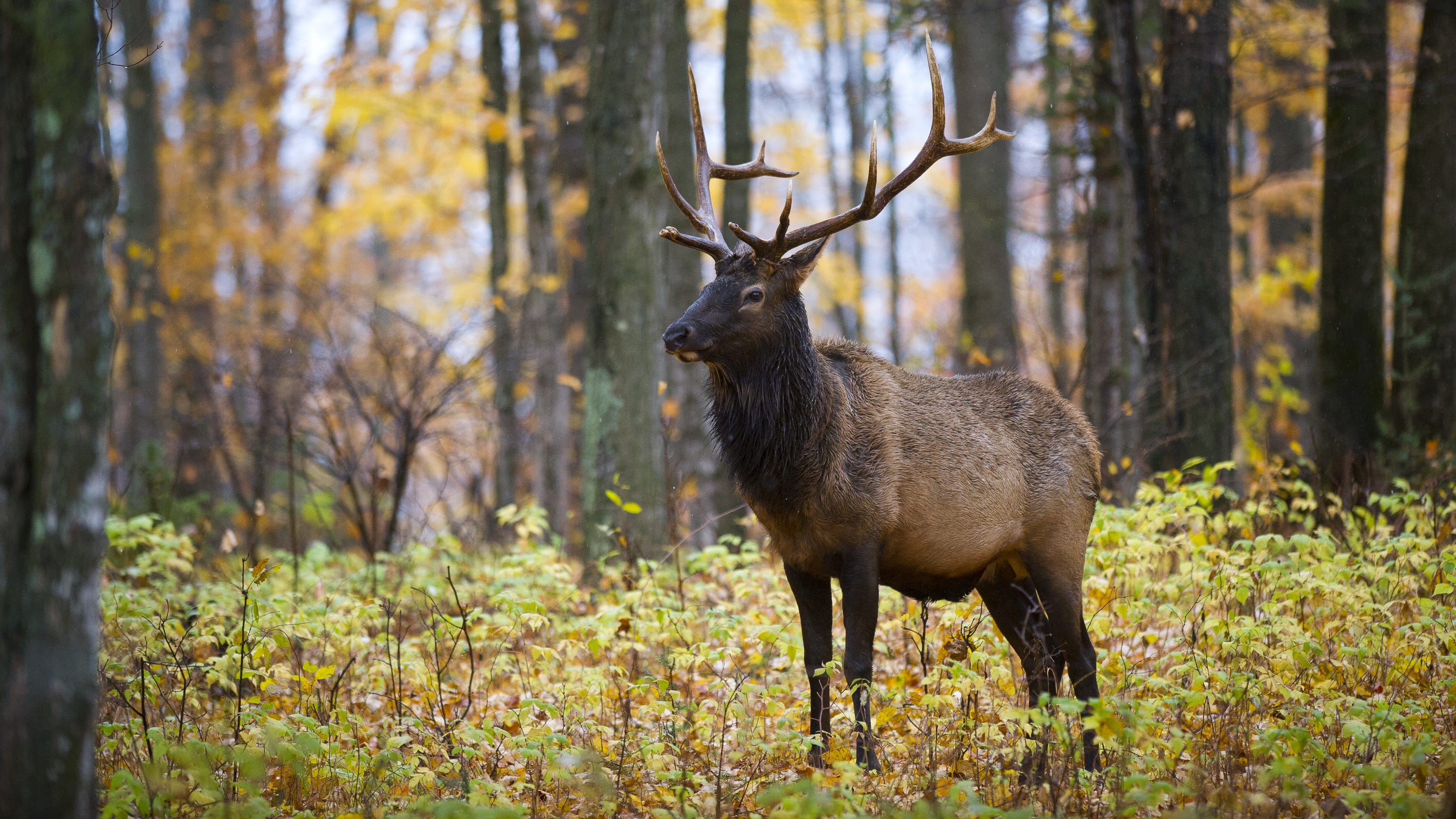 Teamwork, grants boost wildlife conservation efforts across Michigan