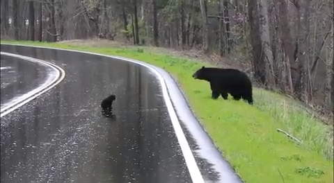 Black Bear in Cades Cove Crosses Road with Cubs