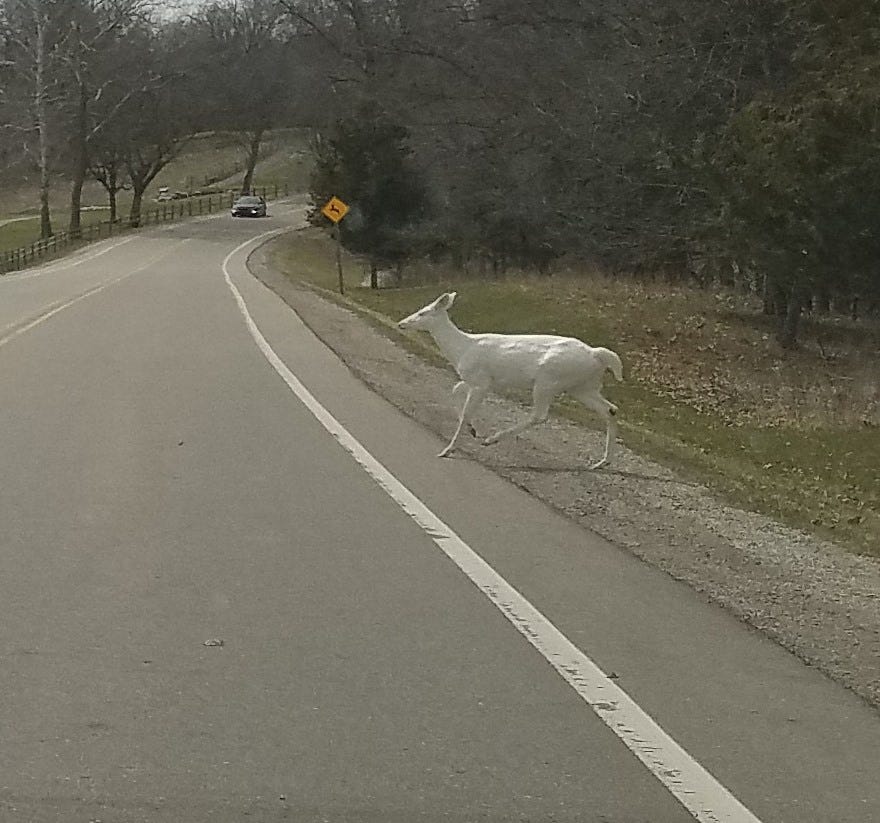 Wild albino muntjac buck