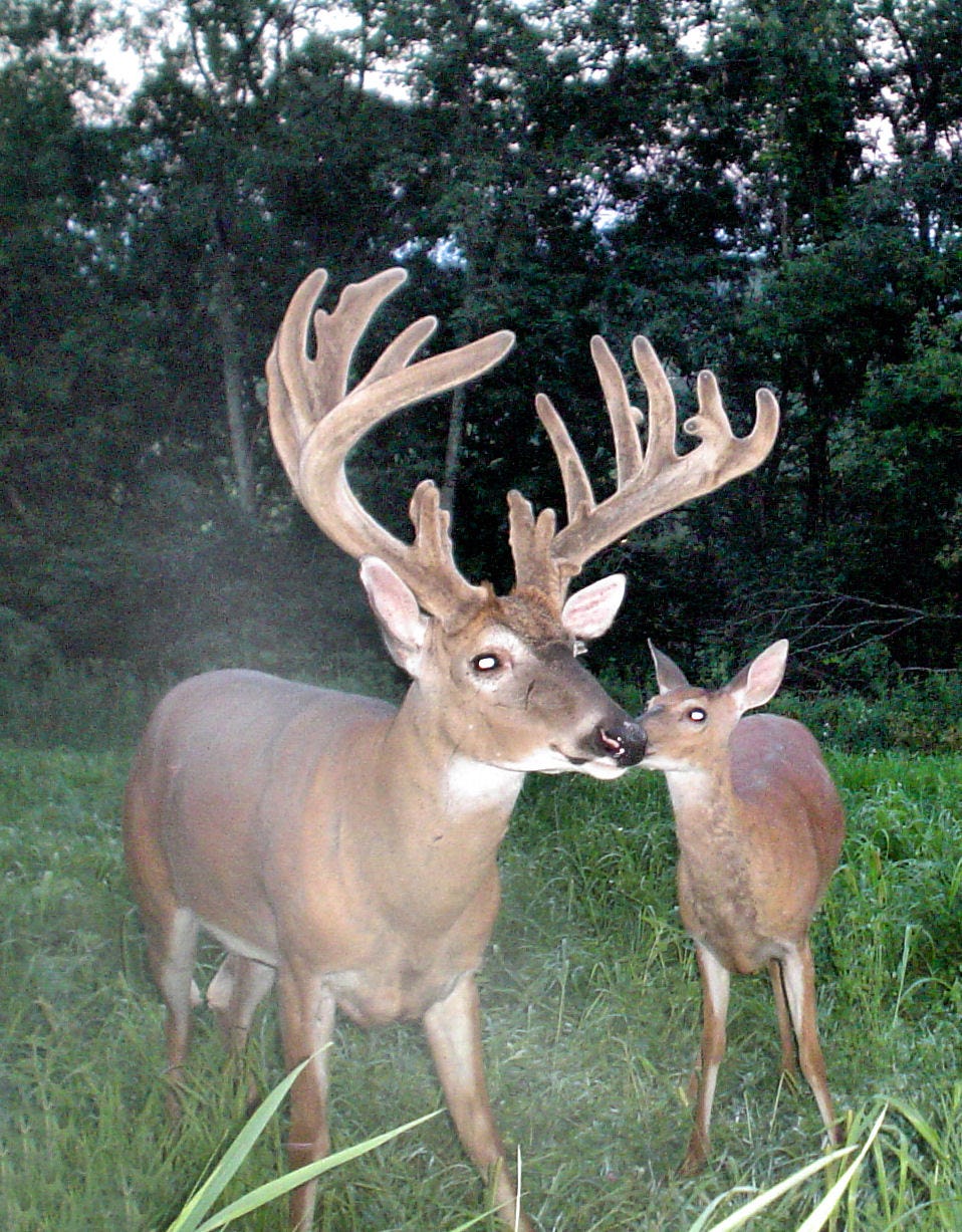 Trænge ind pastel løn Buffalo County deer council favors controversial antlerless-only hunt
