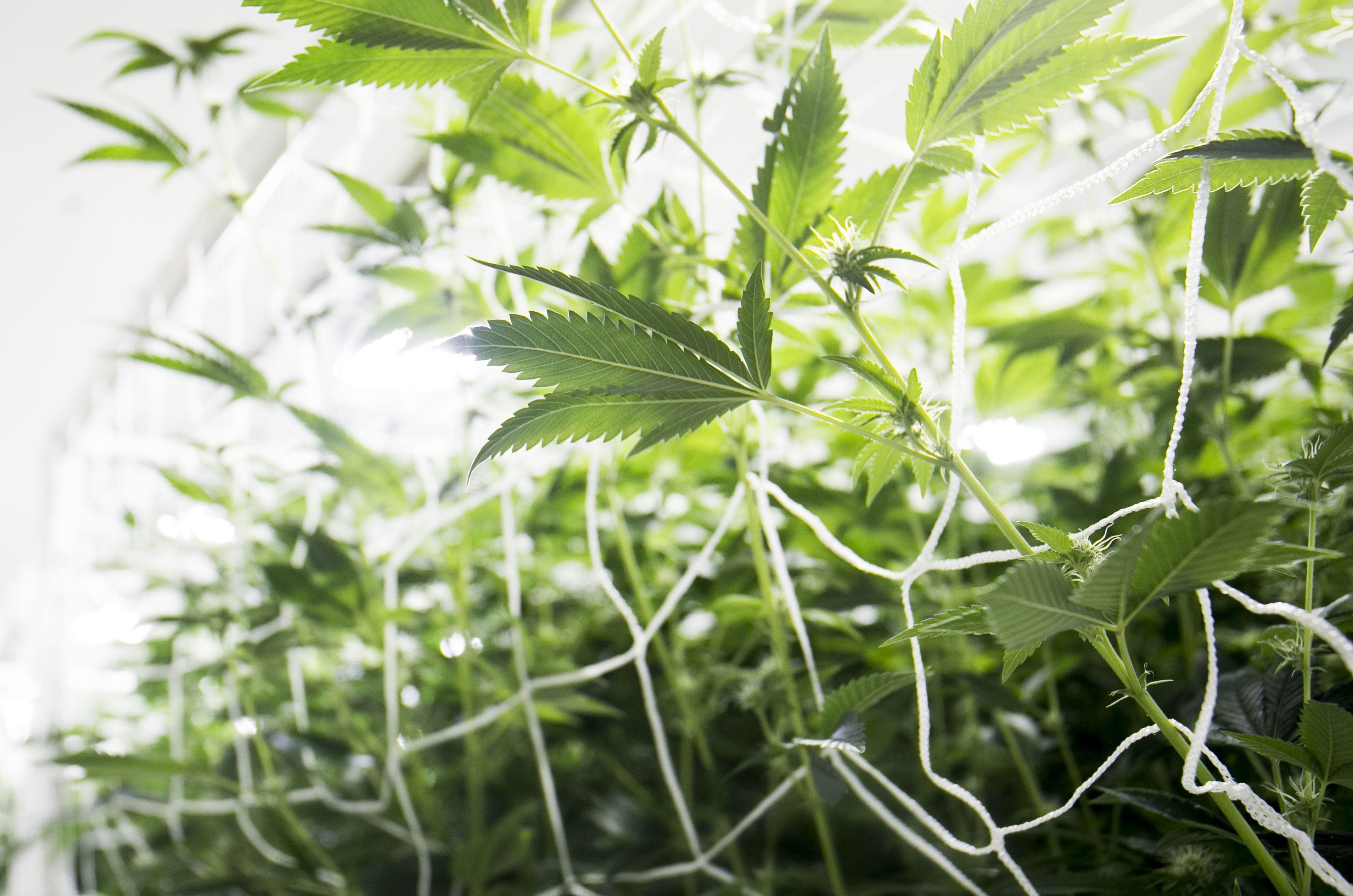 Marijuana products voluntarily recalled in Arizona for potential fungus contamination
