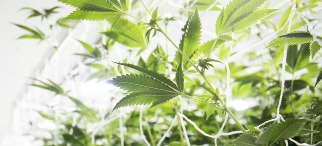Plants in a grow room at a marijuana farm supplying Arizona's medical-marijuana industry.