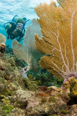 Coral reefs in the Florida Keys and around the world face pressure due to warming water and a shift in the chemical composition of oceans.