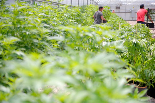 FILE: Cannabis is grown and processed at a grow site outside Salinas.