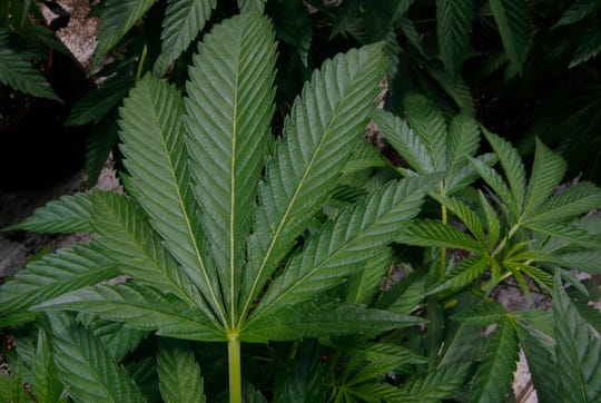 FILE PHOTO: A cannabis leaf absorbs sunlight at a grow site on April 19, 2019.