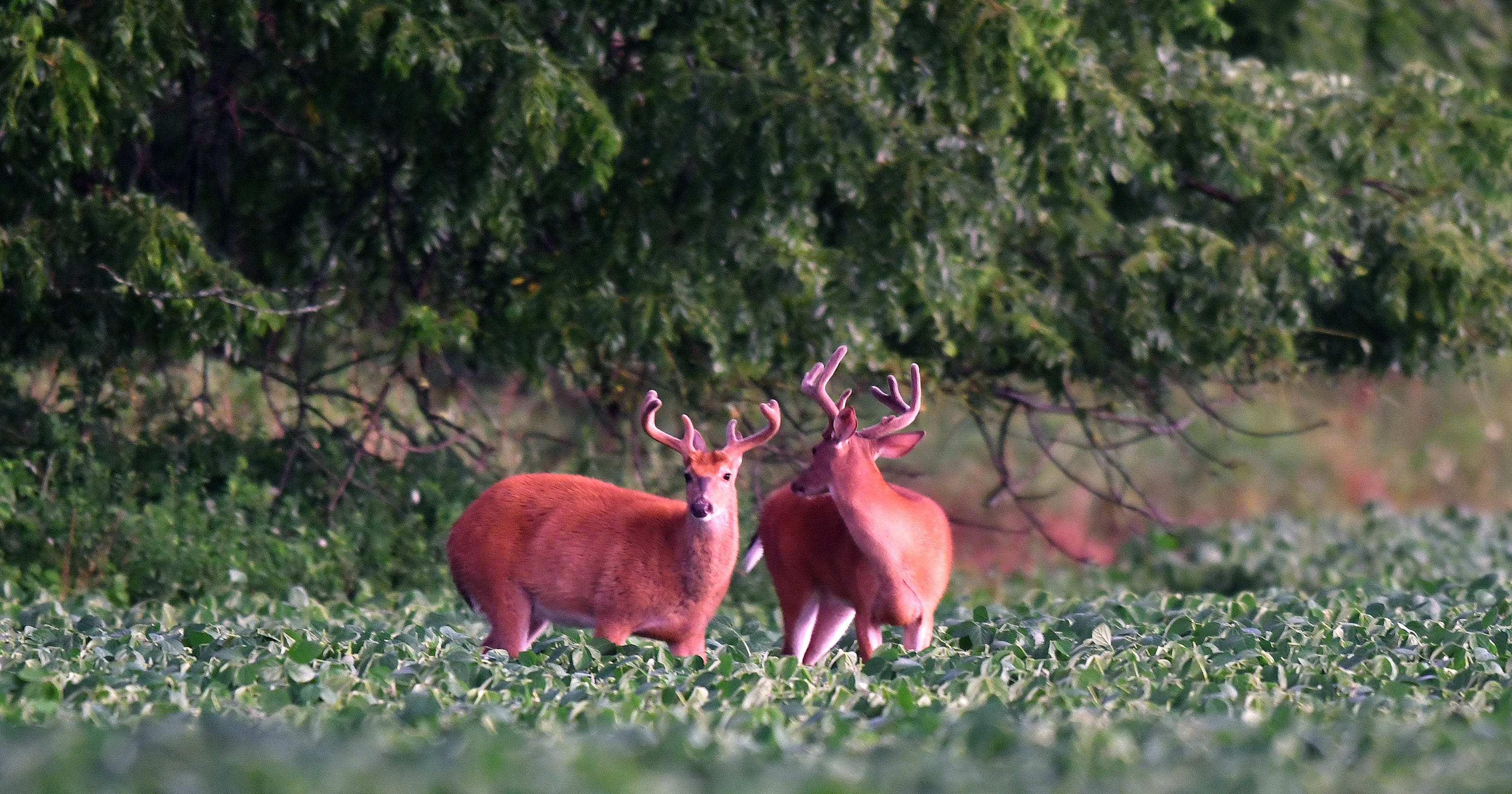 Thank a hunter for funding conservation this opening day