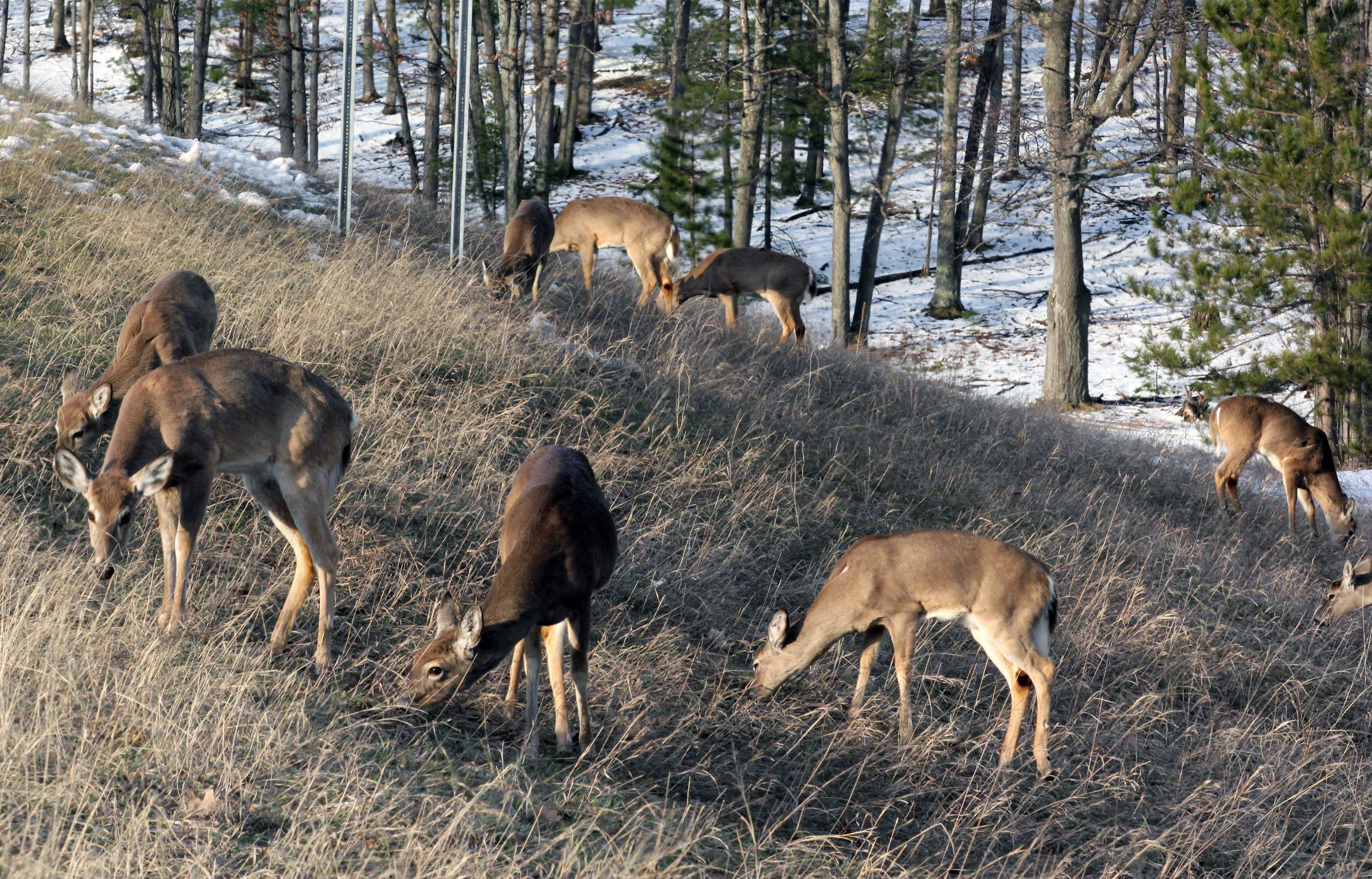 Deer feeding along Michigan roadside in this April 2011 file photo.
