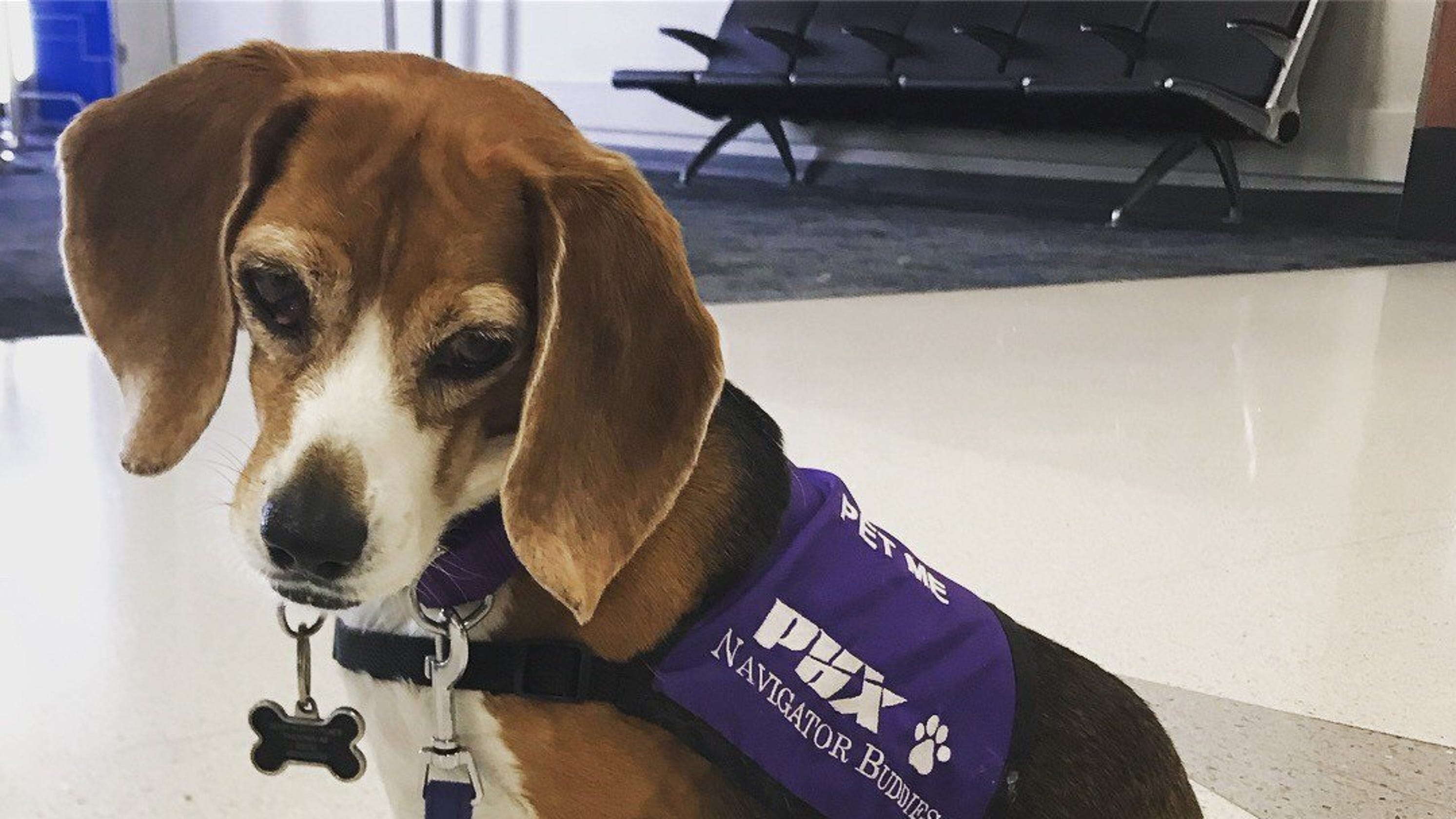 Happy National Beagle Day from America's friendliest beagle, Sophie