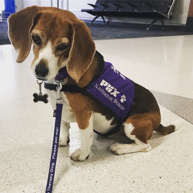Sophie is one of 59 therapy dogs that volunteer at Phoenix Sky Harbor International Airport.