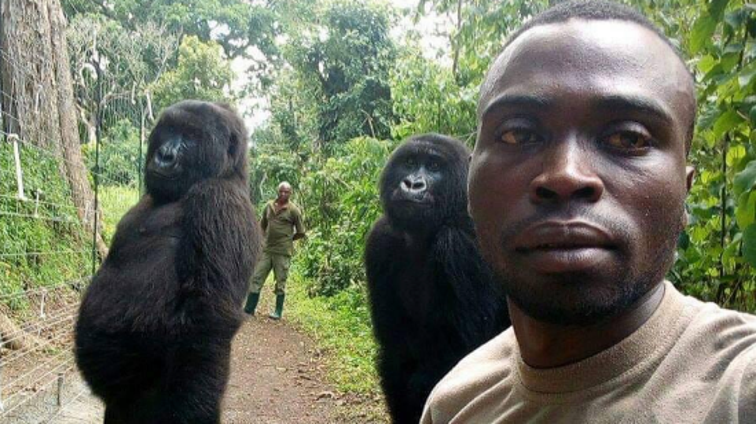 Image result for gorilla perfect selfie images