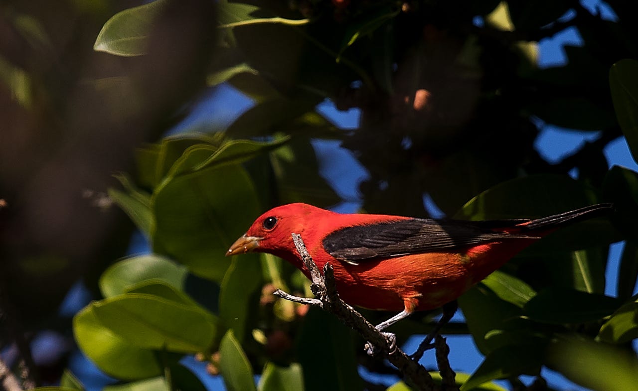 Extremely rare yellow cardinal spotted in Florida — twice