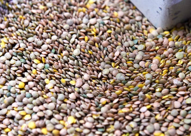 Green lentils are sorted for size, shape and color at the Timeless Seeds packaging facility in Ulm.