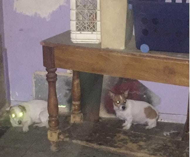 Photos Show Dogs Living In Dilapidated Home Of Suspected Puppy Dumper
