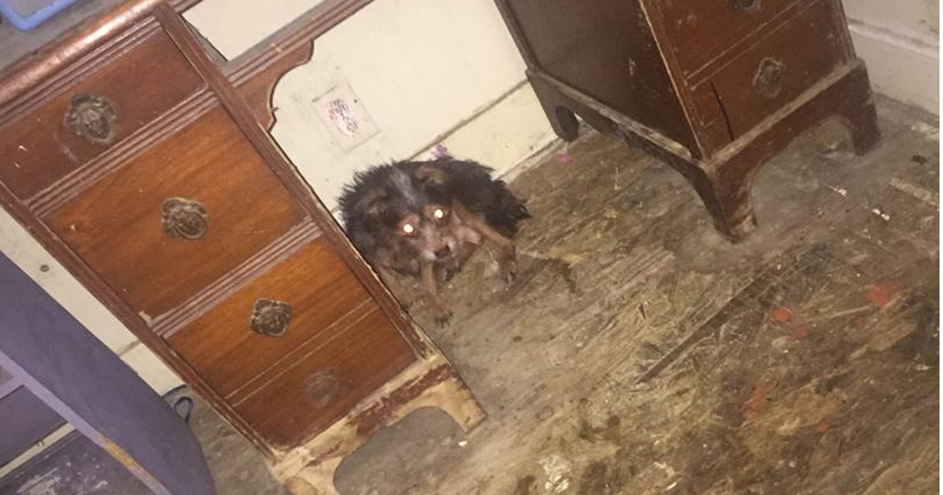 38 Dogs Found In Home Of Coachella Woman Accused Of Dumping