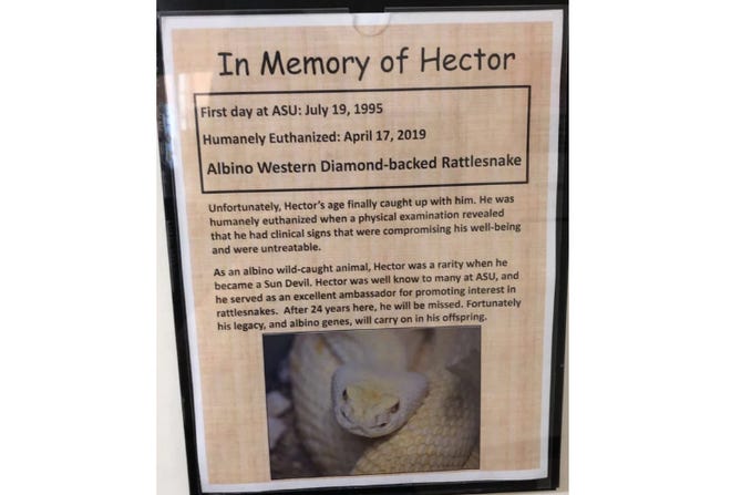 Hector, the Western diamondback rattlesnake, was euthanized in April 2019.