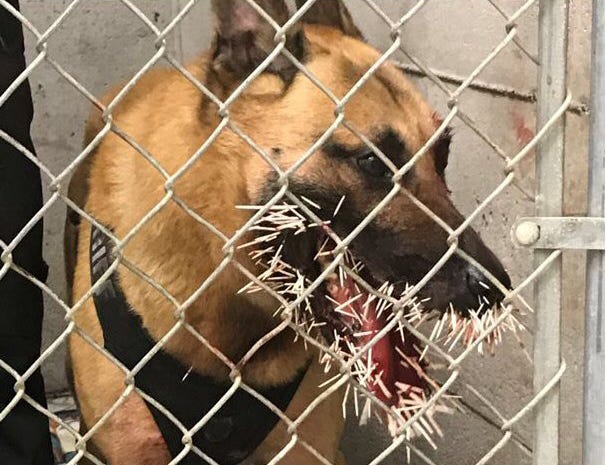 Coos County Sheriff's K-9 Odin was stuck with over 200 porcupine quills during a pursuit.