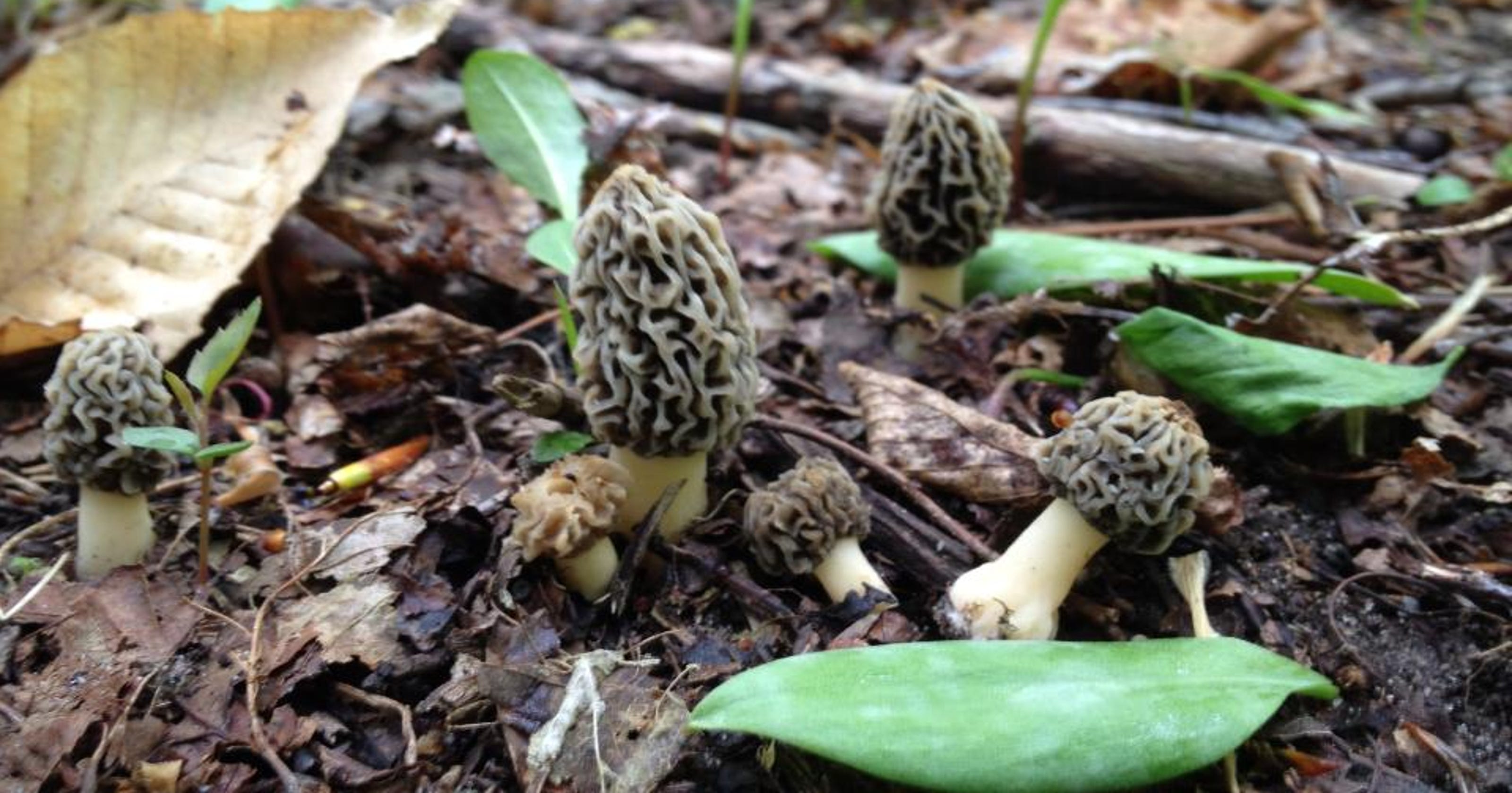 Where you can (and can't) hunt for morel mushrooms