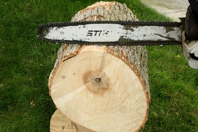 A chainsaw is used to cut down a tree.