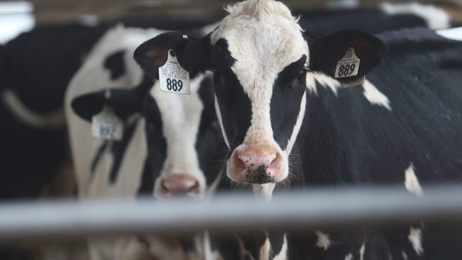 As 2019 ended and 2020 dawned, milk prices topped $20 per hundredweight. Surely the coming of a new decade would usher in relief for dairy farmers who had endured so much over the past four years.