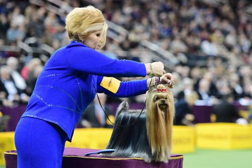 The Yorkshire Terrier 'Karma's Promise Key-Per' and trainer compete in the Toy Group judging at the 143rd Westminster Kennel Club Dog Show at Madison Square Garden on Feb. 11, 2019 in New York City.