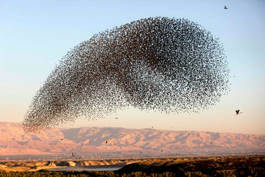 A murmuration of starlings during their traditional dance before landing to sleep on Feb. 3, 2019 on the Jordan Valley in the West Bank along the border with Jordan.